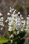 Buckwheat tree <BR>Black titi